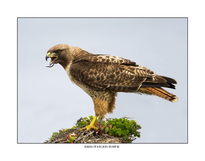 7715-2 red-tailed hawk eating snake.jpg